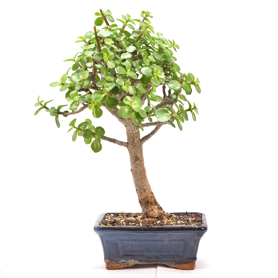 Speckbaum 'Portulacaria afra'